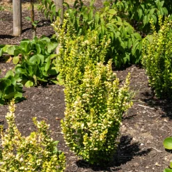 Willemse France - Épine-vinette de thunberg green carpet - le pot / ø 8cm, vendu par lot de 2 Clearance