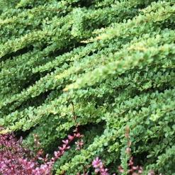 Willemse France Plantes De Haies | - Épine-vinette de thunberg green carpet - le pot / ø 8cm