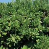 Willemse France - Pittosporum tobira - le pot / 2l / hauteur livrée 25-30cm, vendu par lot de 2 Discount