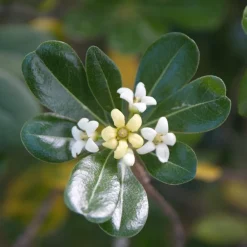 Willemse France - Pittosporum tobira - le pot / 2l / hauteur livrée 25-30cm, vendu par lot de 2 Discount