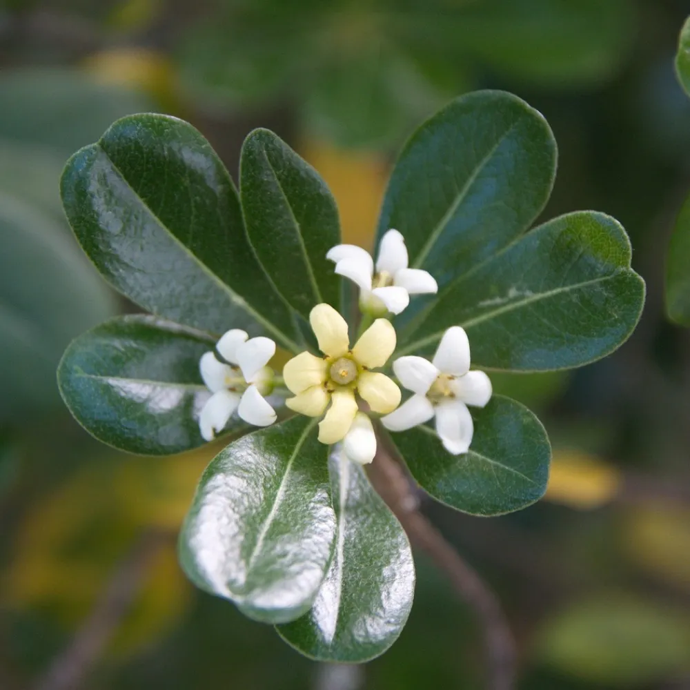 Willemse France - Pittosporum tobira - le pot / 2l / hauteur livrée 25-30cm, vendu par lot de 2 Discount