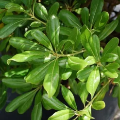 Willemse France - Pittosporum tobira - le pot / 2l / hauteur livrée 25-30cm, vendu par lot de 2 Discount