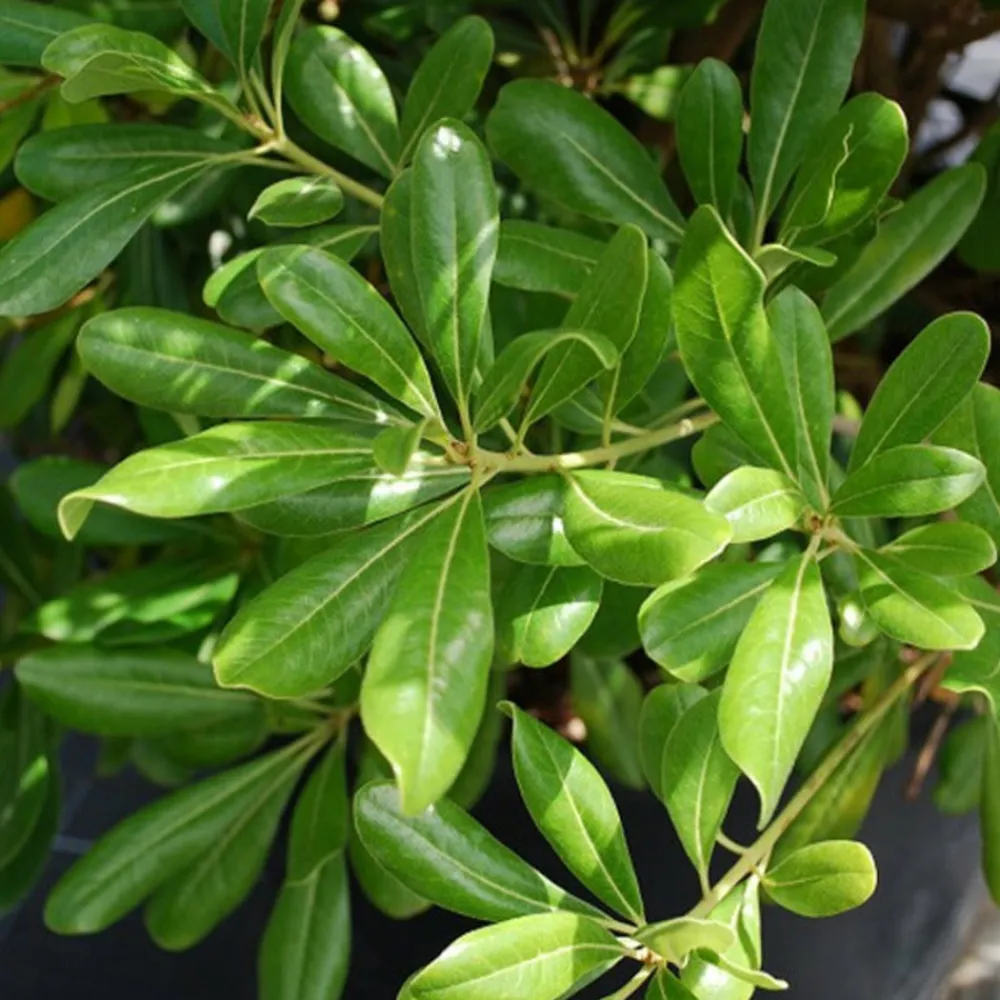 Willemse France - Pittosporum tobira - le pot / 2l / hauteur livrée 25-30cm, vendu par lot de 2 Discount