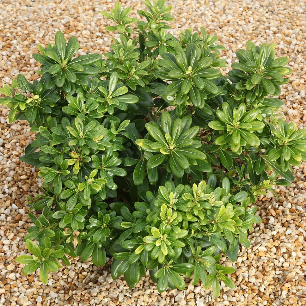 Willemse France - Pittosporum tobira - le pot / 2l / hauteur livrée 25-30cm, vendu par lot de 2 Discount