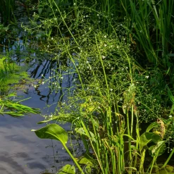 Willemse France - Plantain d'eau lancéolé - le pot / ø 9cm Hot