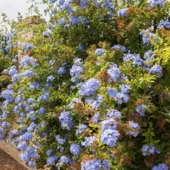 Willemse France - Plumbago - le pot / ø 9cm, vendu par lot de 2 Best
