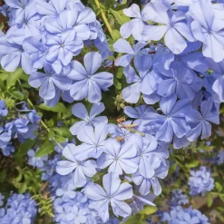 Willemse France - Plumbago - le pot / ø 9cm, vendu par lot de 2 Best