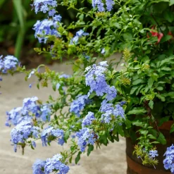 Willemse France - Plumbago - le pot / ø 9cm, vendu par lot de 4 Clearance