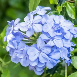 Willemse France - Plumbago - le pot / ø 9cm Hot