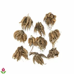 Willemse France - 10 renoncules blanches - le sachet de 10 bulbes / circonférence 6-7cm., vendu par lot de 2 Online