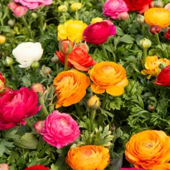 Willemse France Bulbes De Fleurs | - Renoncules en mélange - le sachet de 10 bulbes / circonférence 4-5cm, vendu par lot de 10