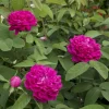 Willemse France Rosiers | - Rosier ancien rose de rescht - le pot / 4l / hauteur livrée 15-40cm
