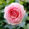 Willemse France - Rosier anglais her's ausgreen ® - la motte / 3+ branches, vendu par lot de 2 Outlet