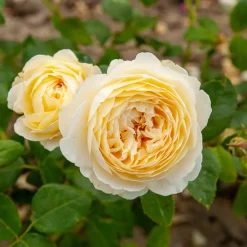 Willemse France Rosiers | - Rosier anglais claire austin® - le pot / 4l / hauteur livrée 15-40cm