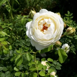 Willemse France Rosiers | - Rosier anglais claire austin® - le pot / 4l / hauteur livrée 15-40cm