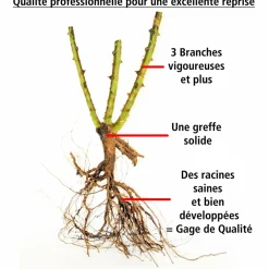 Willemse France - Rosier anglais fish ausgreen ® - la pièce en racine nue / 3+ branches Clearance