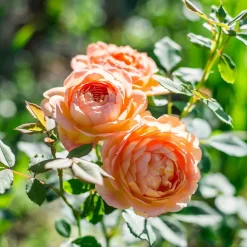 Willemse France Rosiers | - Rosier anglais lady of shalott - le pot / 4l / hauteur livrée 15-40cm