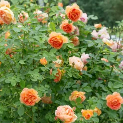 Willemse France Rosiers | - Rosier anglais lady of shalott - le pot / 4l / hauteur livrée 15-40cm