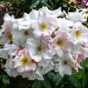 Willemse France - Rosier arbustif sally holmes - le pot / 4l / hauteur livrée 15-40cm Clearance