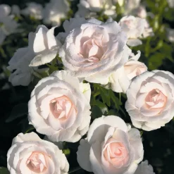 Willemse France Rosiers | - Rosier aspirin rose ® - le pot / 3l / hauteur livrée 15-40cm