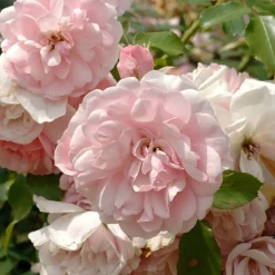 Willemse France - Rosier bonica 82® - la pièce en racine nue / 3+ branches Discount