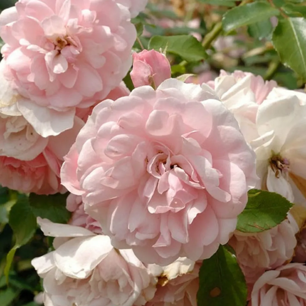Willemse France - Rosier bonica 82® - la pièce en racine nue / 3+ branches Discount
