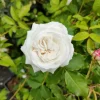 Willemse France - Rosier botanique boule de neige - la pièce en racine nue / 2 branches, vendu par lot de 2 Hot