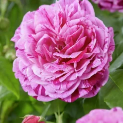 Willemse France Rosiers | - Rosier botanique ferdinand pichard - la pièce en racine nue / 2+ branches, vendu par lot de 2