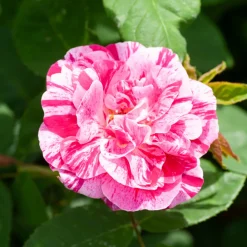 Willemse France Rosiers | - Rosier botanique ferdinand pichard - la pièce en racine nue / 2+ branches, vendu par lot de 2