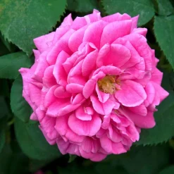 Willemse France Rosiers | - Rosier bourbon grimpant mme isaac pereire - le pot / 4l / hauteur livrée 15-40cm