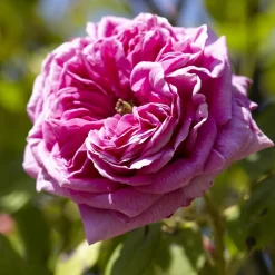 Willemse France Rosiers | - Rosier bourbon grimpant mme isaac pereire - le pot / 4l / hauteur livrée 15-40cm
