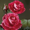 Willemse France - Rosier buisson famosa - la motte / 3+ branches, vendu par lot de 2 Hot
