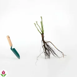 Willemse France - Rosier buisson famosa - la motte / 3+ branches, vendu par lot de 2 Hot