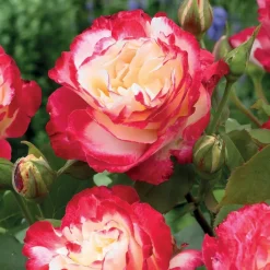 Willemse France Rosiers | - Rosier buisson black baccara ® meidebenne - la motte / 3+ branches, vendu par lot de 2