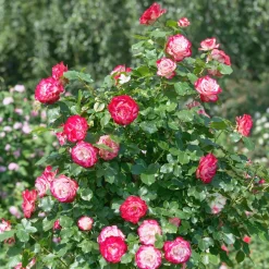 Willemse France Rosiers | - Rosier buisson black baccara ® meidebenne - la motte / 3+ branches, vendu par lot de 2