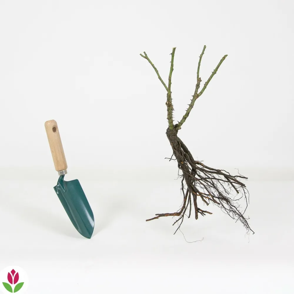 Willemse France - Rosier buisson double delight - la pièce en racine nue / 3+ branches, vendu par lot de 2 New