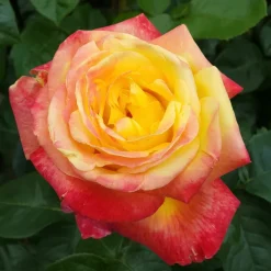 Willemse France Rosiers | - Rosier buisson bicolore - la pièce en racine nue / 2+ branches, vendu par lot de 2