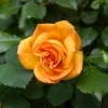 Willemse France Rosiers | - Rosier buisson double delight - la motte / 3+ branches, vendu par lot de 2