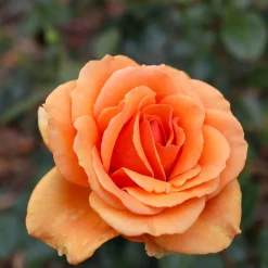 Willemse France Rosiers | - Rosier buisson double delight - la motte / 3+ branches, vendu par lot de 2