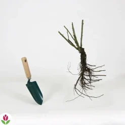 Willemse France - Rosier buisson lune bleue - la motte / 3+ branches, vendu par lot de 2 New
