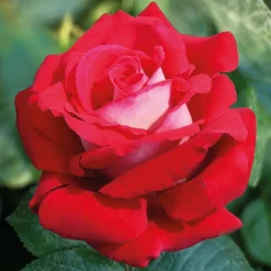 Willemse France Rosiers | - Rosier buisson osiria - la motte / 3+ branches, vendu par lot de 2