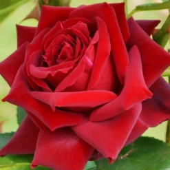 Willemse France Rosiers | - Rosier buisson grande amore ® - la motte / 3+ branches, vendu par lot de 2
