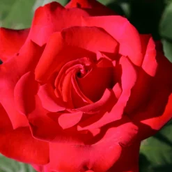 Willemse France Rosiers | - Rosier buisson grande amore ® - la motte / 3+ branches, vendu par lot de 2