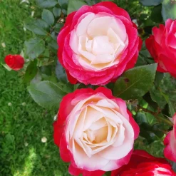 Willemse France Rosiers | - Rosier buisson nostalgie ® - la motte / 3+ branches, vendu par lot de 2
