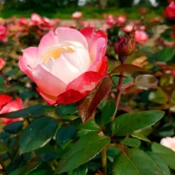 Willemse France Rosiers | - Rosier buisson nostalgie ® - la motte / 3+ branches, vendu par lot de 2