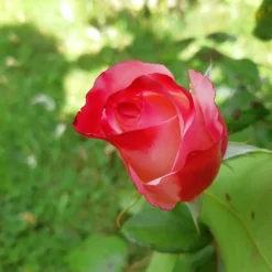 Willemse France Rosiers | - Rosier buisson nostalgie ® - la motte / 3+ branches, vendu par lot de 2