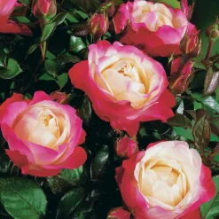 Willemse France Rosiers | - Rosier buisson nostalgie ® - la motte / 3+ branches, vendu par lot de 2