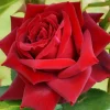 Willemse France - Rosier buisson grande amore ® - la pièce en racine nue / 3+ branches Sale