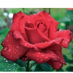 Willemse France - Rosier buisson grande amore ® - la pièce en racine nue / 3+ branches Sale