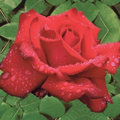 Willemse France - Rosier buisson grande amore ® - la pièce en racine nue / 3+ branches Sale